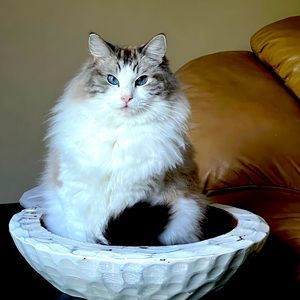 Meet your Posher, Tyler